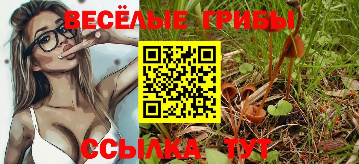 Галлюциногенные грибы Psilocybe Королёв